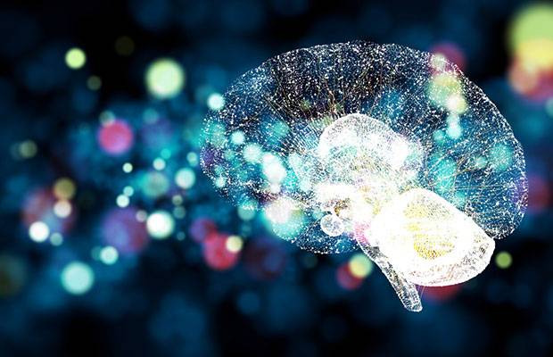 Un estudio revela cómo el cerebro organiza y dirige su actividad más lenta