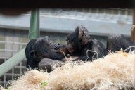 Columbus Zoo Welcomes Baby Bonobo