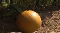 Dry conditions leading to pumpkin shortage at Greater Cincinnati farms