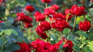 The Epsom Salt Planting Hack That Can Lead To A More Productive Rose Plant