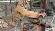 VIDEO: Tigre ataca a una mujer por acercarse a su jaula