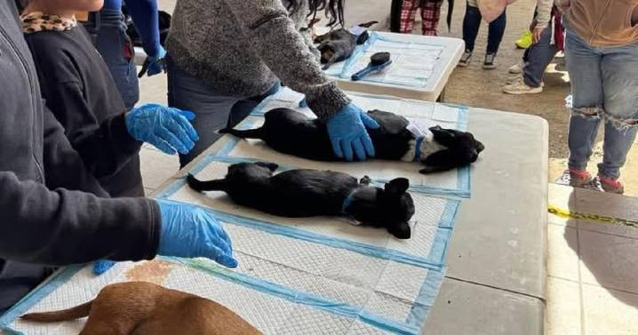 Realizarán campaña de esterilización para perros y gatos