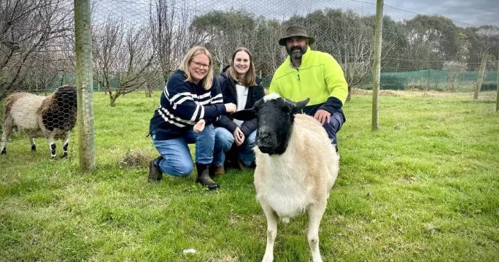 Wally the incredible lamb's journey comes to an end