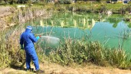 Detectan mosquitos con virus del Nilo en tres municipios de Sevilla y Cádiz