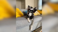 California Family Adopts A New Dog, Then DNA Test Proves He's The Father Of Their Beloved Late Pup