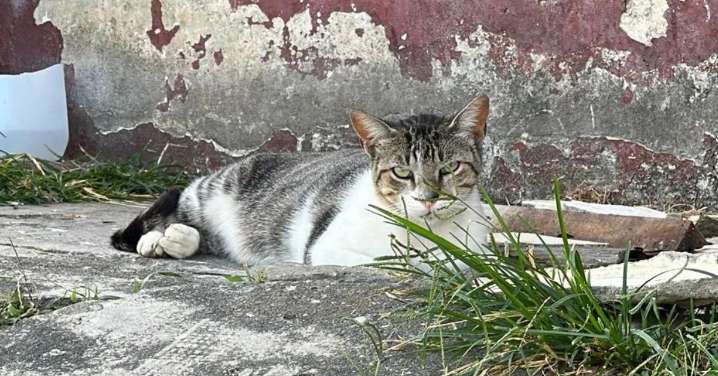 Gatos de morgue y orfanato en ruinas serán reubicados por riesgo para animales y comunidad