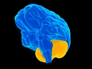 De la ataxia al flujo: cómo el cardio fortalece el poder cerebelar