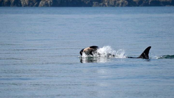 Once again, an endangered orca in Washington state is seen carrying a dead calf