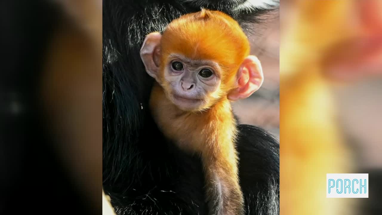 OKC Zoo welcomes rare orange baby monkey
