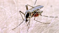 North Dakota reports most West Nile virus cases in seven years
