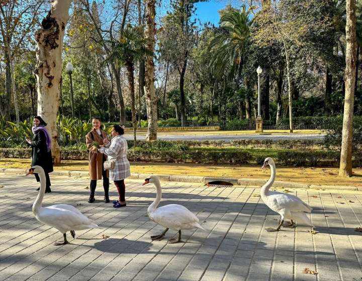 Confirman el brote de gripe aviar en el Parque de Miraflores