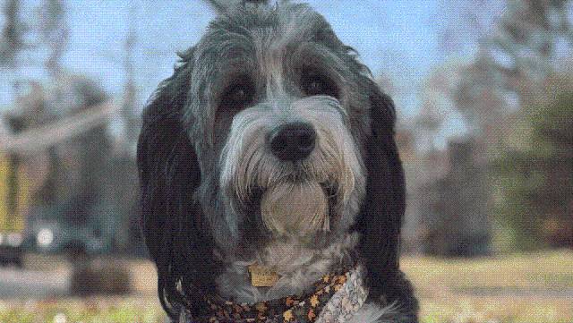 'Served her community well': Police therapy dog killed in Mass. head