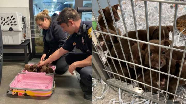 Florida Police Discover An Abandoned Suitcase And Are Stunned By What They Find