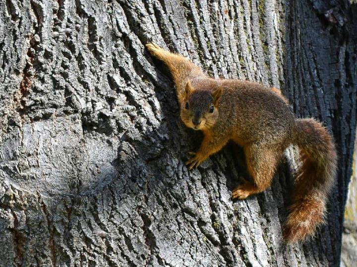 Ardilla aterroriza vecindario; manda a dos personas a urgencias