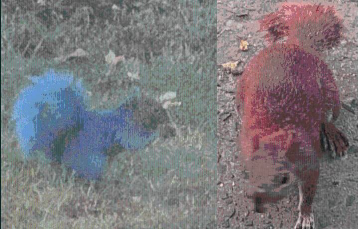 'Squirrels for gender reveal parties now?': Animal control investigating after wild animals painted