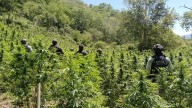 Guardia Nacional localiza y destruye plantío de marihuana en el municipio de Moris