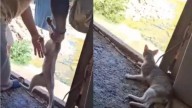Detienen en Tulum a dos personas por maltrato a un felino