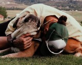 Roscoe, el fiel bulldog de Lewis Hamilton, murió tras días en soporte vital