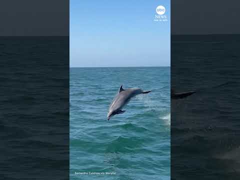 Dolphin nearly collides with whale-watching tour boat