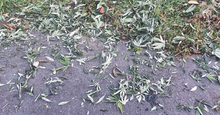 Drug deal at Coventry problem spot sees cannabis leaves left littering the ground