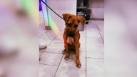 Pennsylvania Owner Learns Why Strangers Keep Avoiding Her Dog And It's Heartbreaking