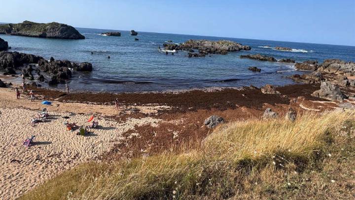 El alga asiática sigue llegado a la costa cántabra y ya se han recogido 6.500 toneladas en Noja y Berria