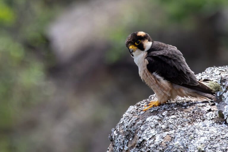 Mozambican reserve harbors largest documented breeding population of rare falcon