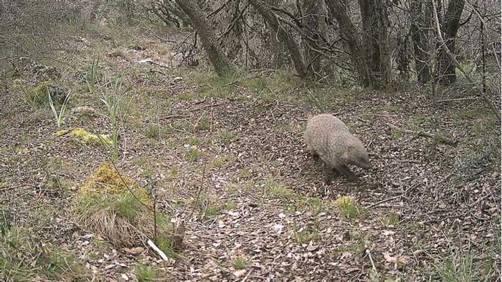 Este es el sorprendente animal que han detectado por primera vez en Aragón