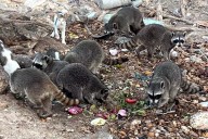 Preocupa en Río Lagartos aumento de la población de mapaches