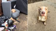 Indiana Dog Tossed Aside In Her Darkest Moment Is Now Cherished Beyond Measure