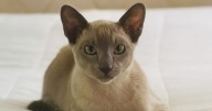 First cat cafe to open in Memphis area