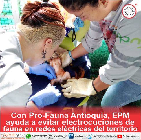 Con Pro-Fauna Antioquia, EPM ayuda a evitar electrocuciones de fauna en redes eléctricas del territorio