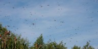 What’s a Dragonfly Swarm? The Season’s Sky Show, Explained