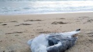 Sepultan a 400 aves en Playa Bagdad; confirman presencia del virus de influenza aviar