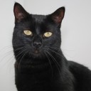 Pets of the Week: Sally and Prince are ready for adoption