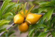 El zapote amarillo: La fruta sagrada de los mayas en Campeche que podría desaparecer