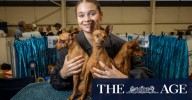 Melbourne Royal Show: Meet the teenagers showing dogs, horses and working sideshows