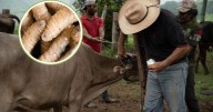 Honduras registra 197 casos de gusano barrenador en humanos; tres personas han muerto