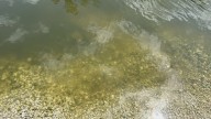 DOH-Duval issues algae alert for St. Johns River, Mandarin Point