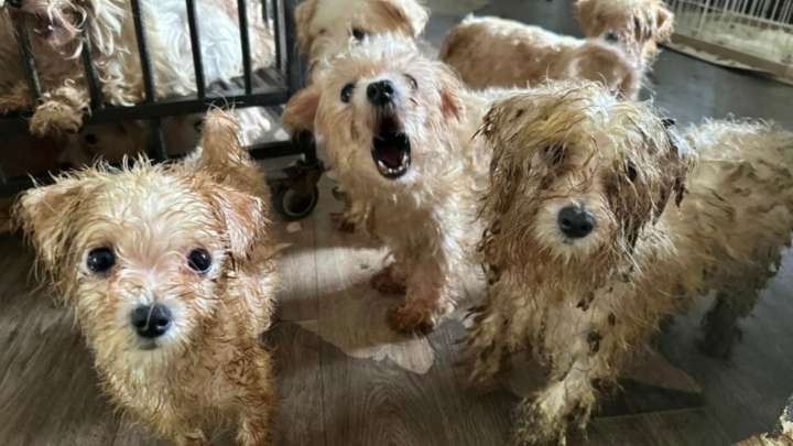 Tennessee Rescuers Save 113 Helpless Dogs From A Puppy Mill’s Heartbreaking Horror