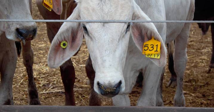 Gusano barrenador llega a Nuevo León; EU advierte medidas ‘decisivas’ ante ‘ausencia de cooperación’
