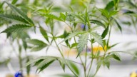 Can I smoke weed or take an edible in public in Missouri? What to know