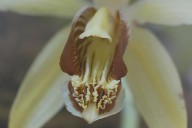 Más de 3.000 orquídeas florecen en Cali para la Semana de la Biodiversidad