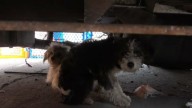 California Rescuers Were Shocked To Discover Terrified Pregnant Dog Who Was About To Give Birth