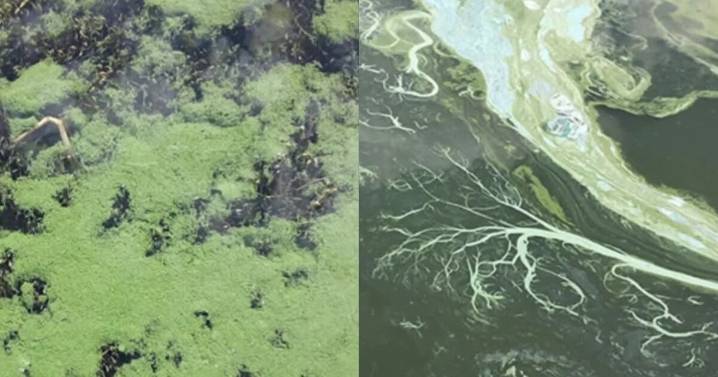 Harmful algal blooms expanding across Utah waters