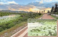 Acoge a aves migrantes la presa Chuvíscar
