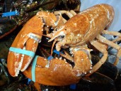 Rare 'golden lobster' caught in Rhode Island