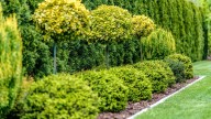 El árbol frutal que florece en primavera y te dará frutos en pocos meses