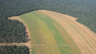La deforestación es la responsable del 75% de pérdida de lluvias en la Amazonía