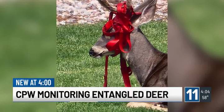 Colorado wildlife officers searching for deer roped into a concerning situation